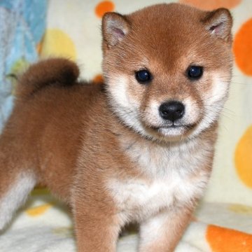 柴犬(標準サイズ)【徳島県・女の子・2024年1月12日・赤】の写真「かわいい柴犬の女の子　2月27日撮影」