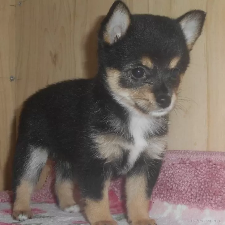 ID:2508-05509の子犬