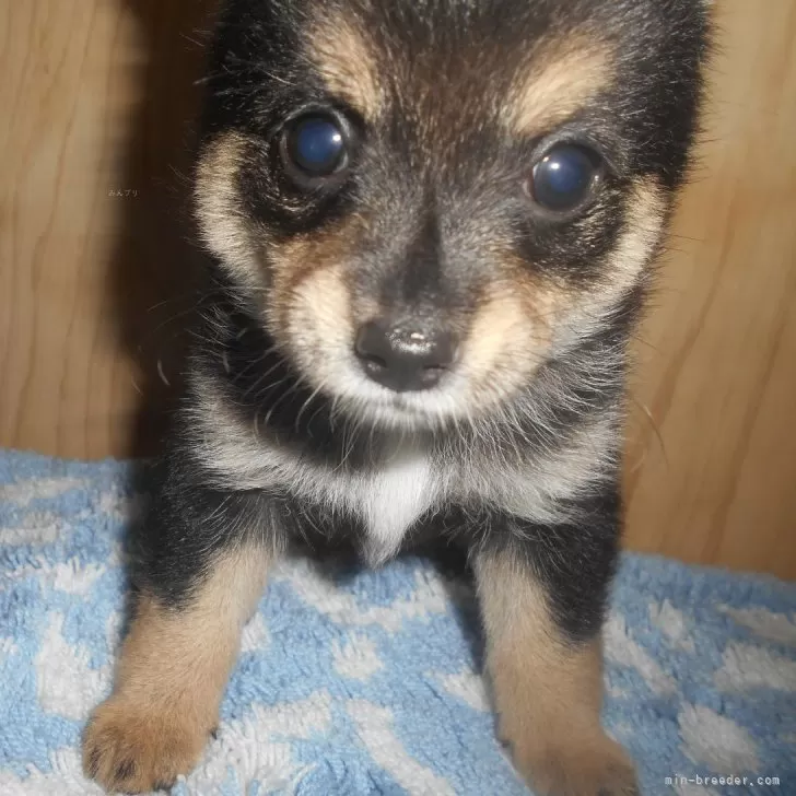 柴犬 様 Woobia ウービア 【うつぶせ柴犬】 (幅8.8cm×奥行5.3cm×高さ3.5