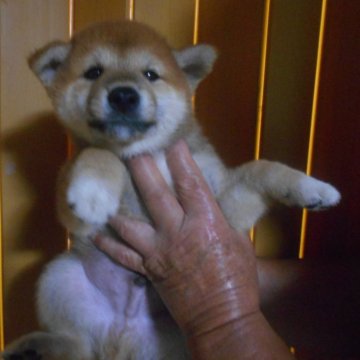 柴犬(標準サイズ)【鹿児島県・男の子・2025年8月1日・赤色】の写真「優良血統だけでなく、性格が穏やかで、コロコロ可愛で」