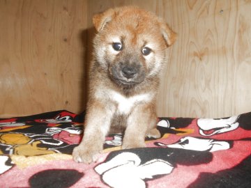 柴犬(標準サイズ)【鹿児島県・女の子・2025年8月16日・赤色】の写真「優良血統だけでなく、性格が穏やかで人懐っこい子犬で」