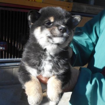 柴犬(豆柴)【鹿児島県・女の子・2024年11月8日・黒色】の写真「小さいながらに毛色のバランスがとても良いです。」