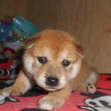 柴犬(標準サイズ)【鹿児島県・女の子・2025年8月1日・赤色】の写真「優良血統だけでなく、性格が穏やかで、コロコロ可愛で」