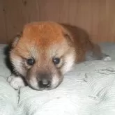 柴犬(標準サイズ)