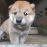 柴犬(標準サイズ)