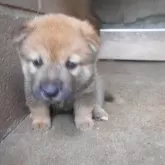 柴犬(標準サイズ)