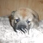 柴犬(標準サイズ)