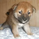 柴犬(標準サイズ)
