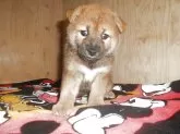 柴犬(標準サイズ)