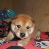 柴犬(標準サイズ)