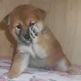 柴犬(標準サイズ)