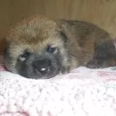 柴犬(標準サイズ)