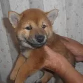 柴犬(標準サイズ)