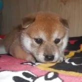 柴犬(標準サイズ)【鹿児島県・女の子・2025年8月1日・赤色】の写真4「8/27撮影しました。」