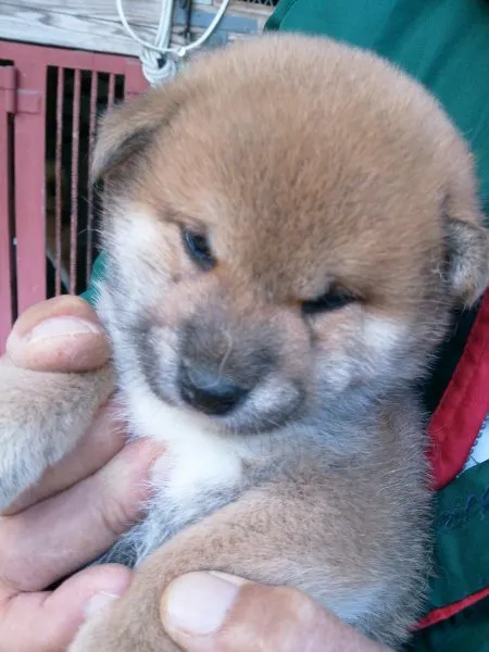 ID：1411-00710の子犬