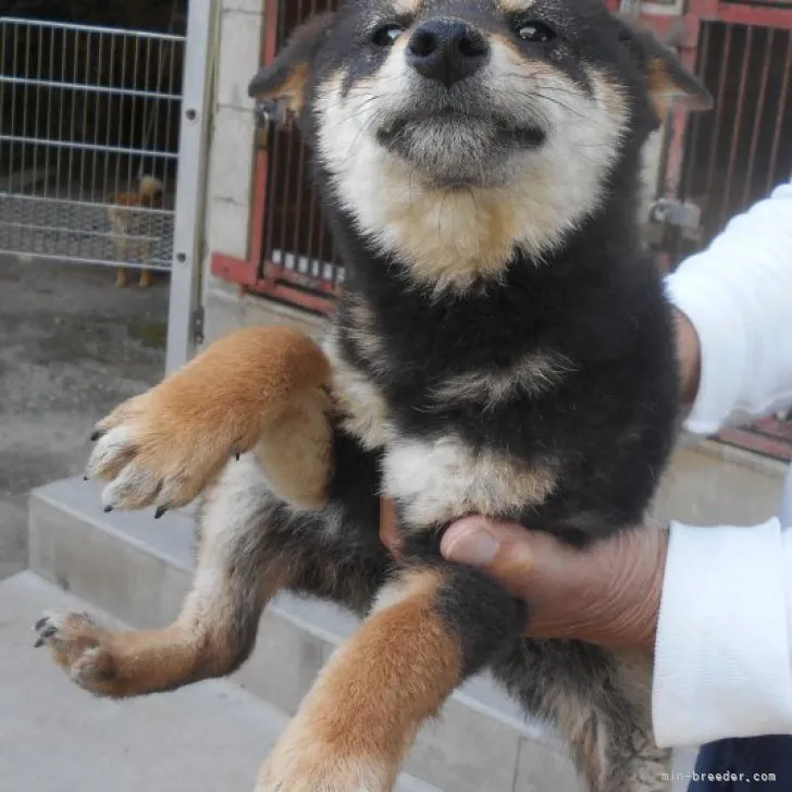 ID:2304-02072の子犬