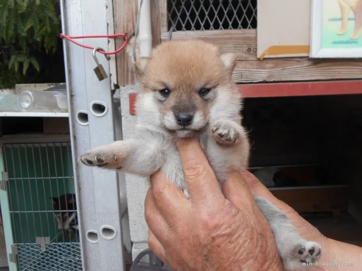 ID：2104-00649の子犬