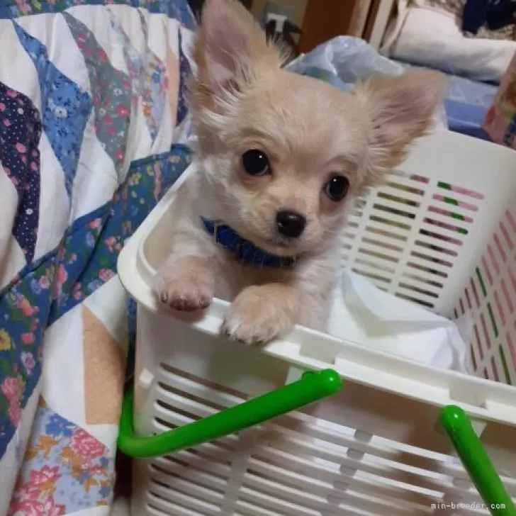 ID：2302-03532の子犬