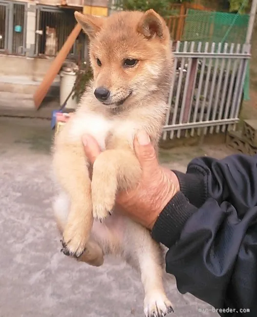 ID:1512-01354の子犬