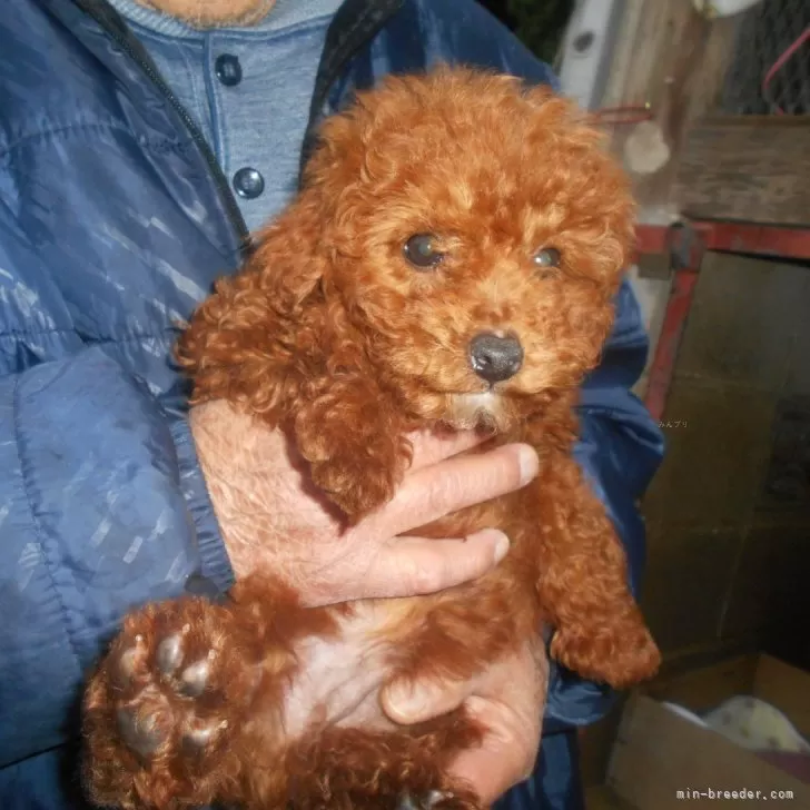 ID：2312-02696の子犬