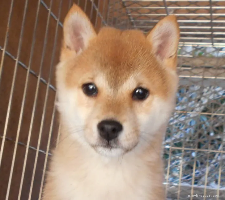 ID:2012-02864の子犬