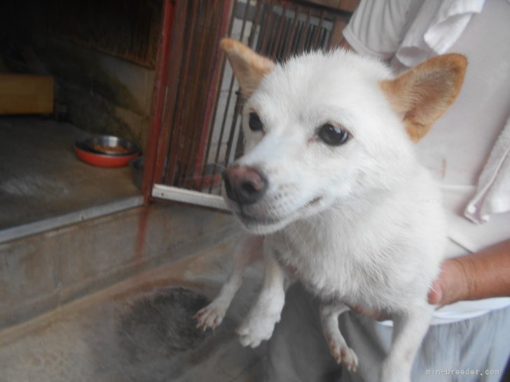 豆柴【・女の子・2022年5月14日・白色】「R6/9/6撮影しました。」