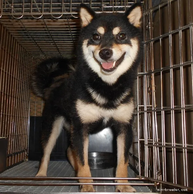 ID：2104-02480の子犬