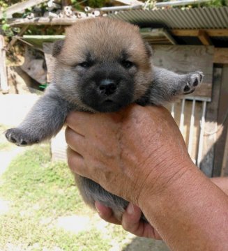 柴犬(標準サイズ)【鹿児島県・男の子・2017年9月18日・赤】の写真「毛色良く、5兄弟姉妹の内男の子です。丸々と成長し」