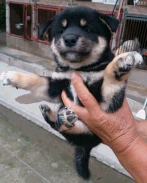 柴犬(標準サイズ)【鹿児島県・男の子・2016年9月6日・黒】の写真「黒柴ならではの毛色が良く鉄さび色が出ています。」