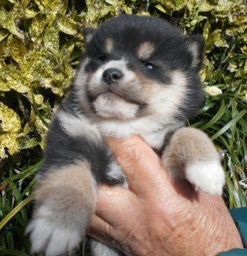 柴犬(標準サイズ)【鹿児島県・女の子・2021年12月20日・黒色】の写真「丸々ぽっちゃりで、愛嬌たっぷりです。鼻の白い部分が」