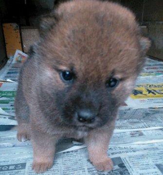 柴犬(標準サイズ)【鹿児島県・男の子・2018年1月24日・赤】の写真「面倒見の良い喜衣ママの愛情いっぱいに育っています。」