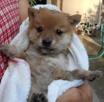 柴犬(豆柴)【鹿児島県・女の子・2019年9月12日・赤色】の写真「毛色は赤色で、愛嬌が有り、呼べば近づいて来ます。」