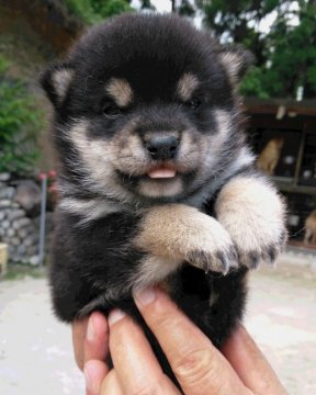 柴犬(豆柴)【鹿児島県・男の子・2016年5月13日・黒】の写真「母犬に性格がよく似ていて、人懐っこく元気いっぱい」