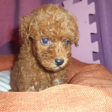 トイプードル(トイ)【鹿児島県・男の子・2024年7月6日・ブラウン系】の写真「3匹子犬の中一番小さい子犬です。のんびり屋さんです」