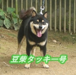 柴犬(標準サイズ)【鹿児島県・男の子・2019年5月4日・黒色】の写真「しっかりと毛色が、乗っていて性格も穏やかで、飼育し」