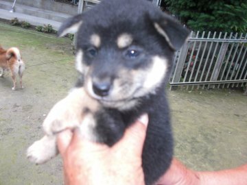 柴犬(標準サイズ)【鹿児島県・男の子・2019年5月4日・黒色】の写真「柴犬としての気品が有り、性格は穏やか」