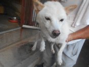 豆柴【・女の子・2022年5月14日・白色】「R6/9/6撮影しました。」