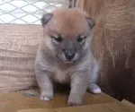 豆柴【鹿児島県・女の子・2019年7月31日・赤色】の写真2「8/29撮影生後29日目なつっこいですよ～」
