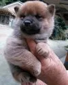 柴犬(標準サイズ)【鹿児島県・女の子・2016年10月16日・赤】の写真2「11月２３日で、３８日可愛く成長しました。」