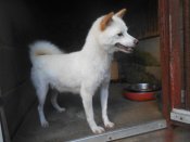 豆柴【・女の子・2022年5月14日・白色】「R６/9/6撮影しました。」