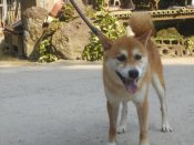 柴犬(標準サイズ)【・男の子・2020年12月1日・赤色】「2025/8/1撮影しました。」