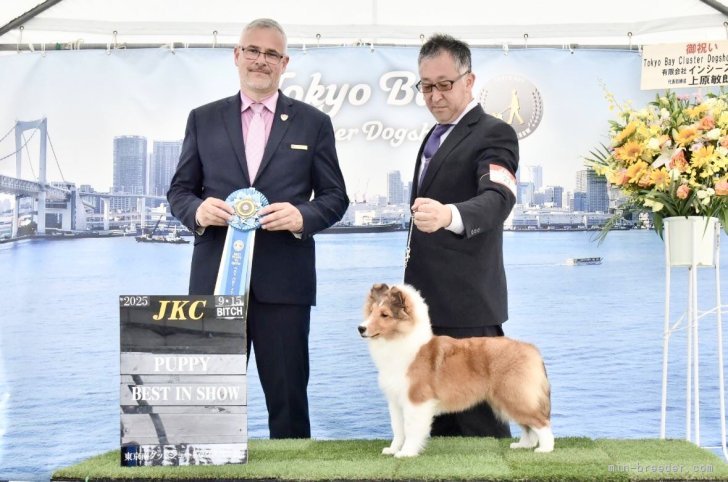 松本　朗子(まつもと　あきこ)ブリーダー(神奈川県・シェットランドシープドッグ・JKC/日本コリークラブ登録)の紹介写真3