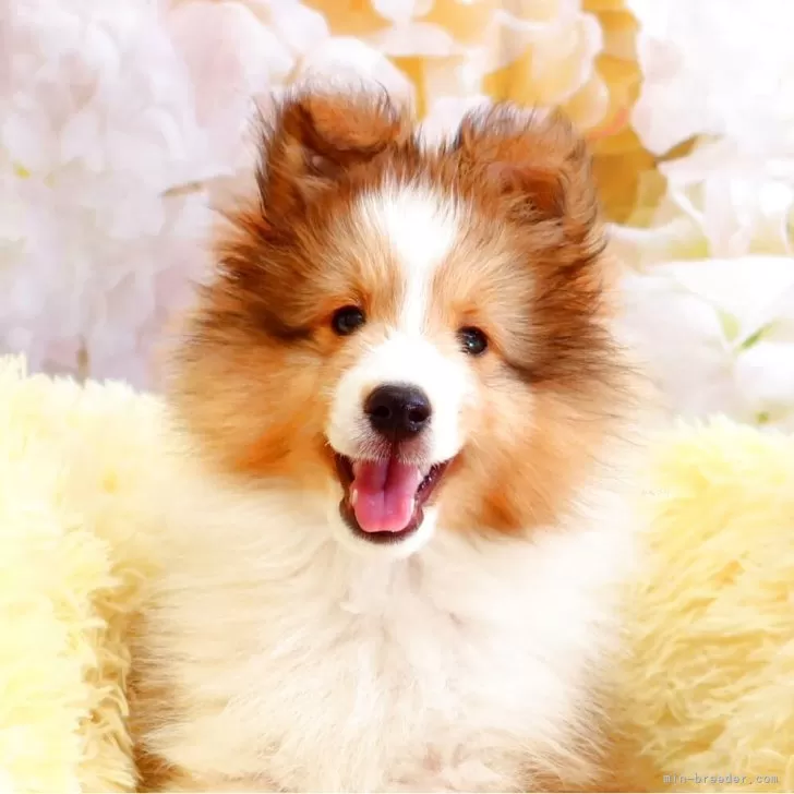 ID：2505-07334の子犬