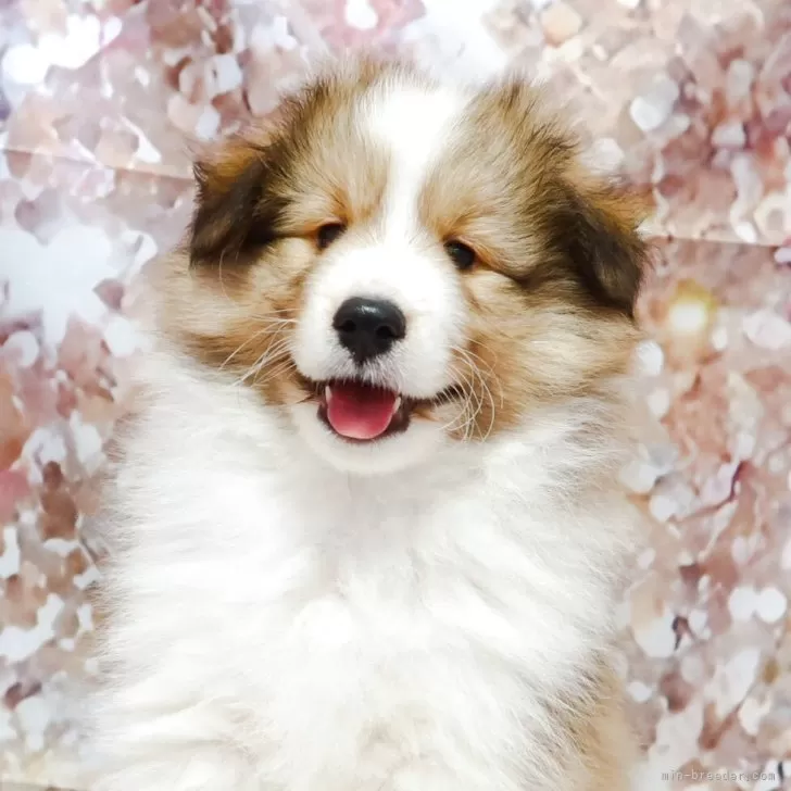 シェットランドシープドッグ【神奈川県・男の子・2025年9月14日・セーブル&amp;ホワイト】の写真1