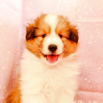 シェットランドシープドッグ【神奈川県・男の子・2025年9月14日・セーブル&ホワイト】の写真「イケメンで元気な男の子です」