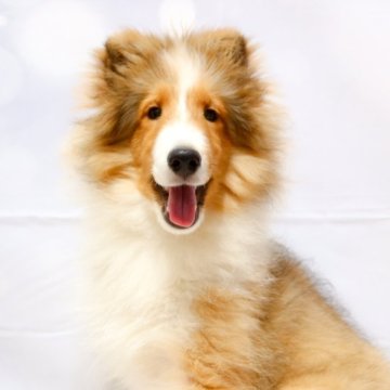 シェットランドシープドッグ【神奈川県・男の子・2025年6月8日・セーブル&ホワイト】の写真「ワクチン3回済み　すぐお散歩に行かれます」