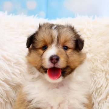 シェットランドシープドッグ【神奈川県・男の子・2025年6月8日・セーブル&ホワイト】の写真「小柄な男の子です」