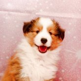 シェットランドシープドッグ