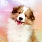 シェットランドシープドッグ