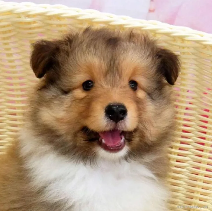 ID：2208-00837の子犬